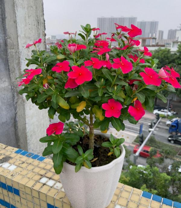 6種“勞模花”，四季花不斷，家裡養一盆，開花200天