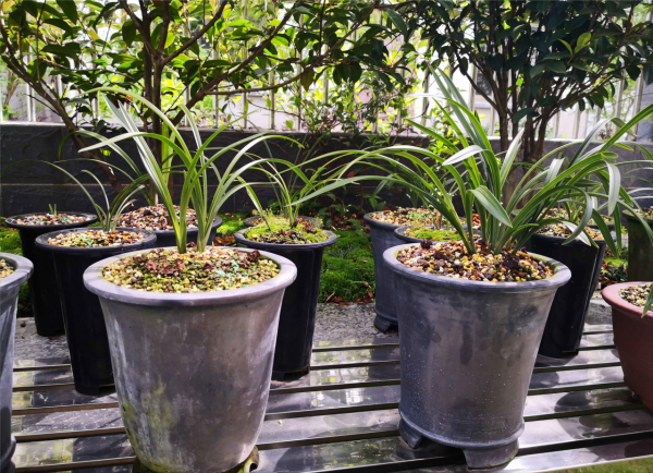 養蘭花換盆如何選擇植料,老花匠教你一招,有效防止僵苗 養蘭花換盆如何選擇植料,老花匠教你一招,有效防止僵苗