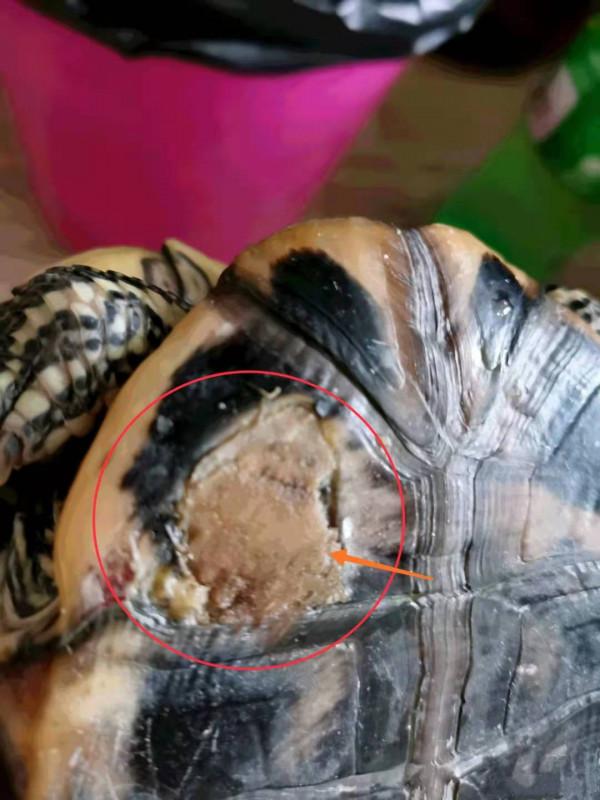 烏龜腐甲怎麼辦，如何判斷是否腐甲（2）