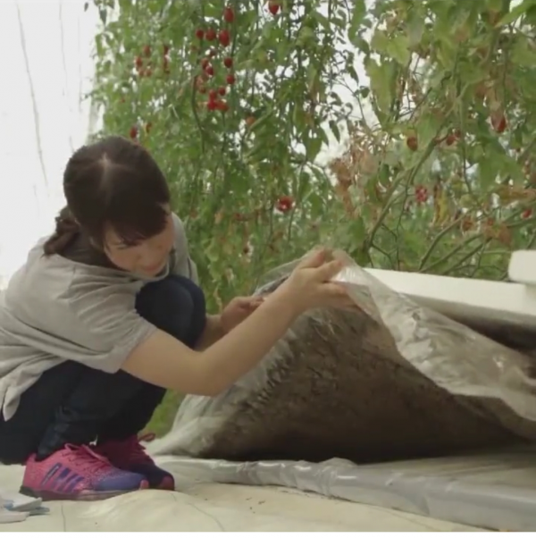 日本教授薄膜上種菜是傳統蔬菜產量6倍,放90℃熱水溶解,有前景 日本教授薄膜上種菜是傳統蔬菜產量6倍,放90℃熱水溶解,有前景