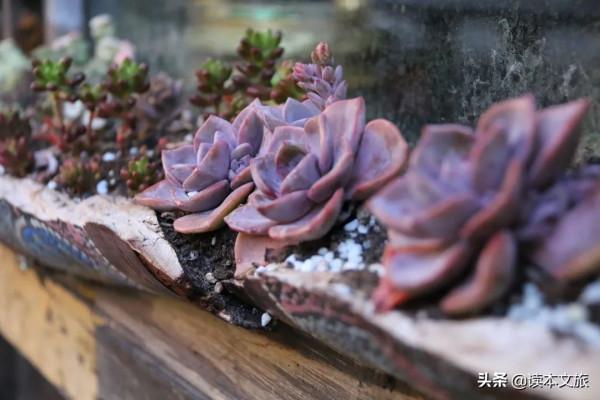 走進麗江古城多肉世界，目之所及皆是治癒