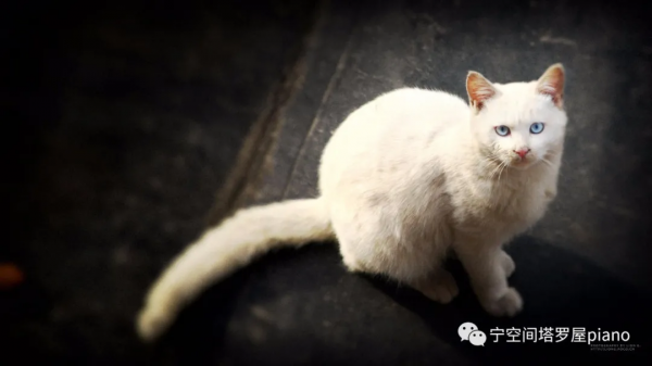 寧空間塔羅屋 一週星程 11月14日-11月20日 木星與凱龍星形成四分相 寧空間塔羅屋 一週星程 11月14日-11月20日 木星與凱龍星形成四分相