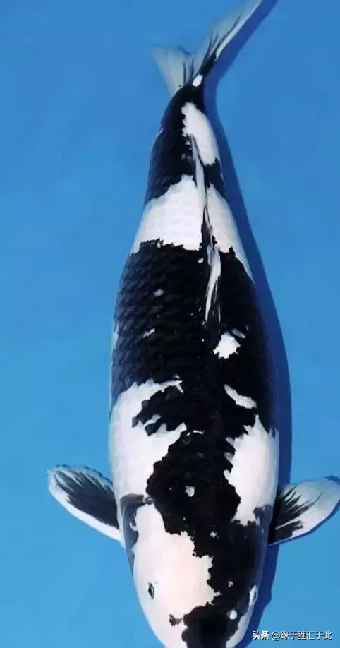 如何鑑別高品質錦鯉魚？