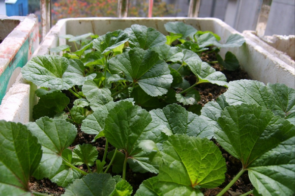 5種“蔬菜”不怕冷,陽臺種一盆,0度凍不死,吃一茬冒一茬 5種“蔬菜”不怕冷,陽臺種一盆,0度凍不死,吃一茬冒一茬