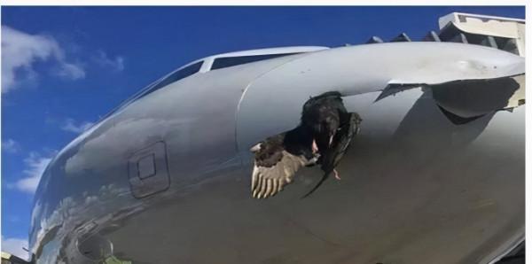 為了阻止鳥類靠近機場，荷蘭一機場組建豬豬巡邏隊，怎麼回事？