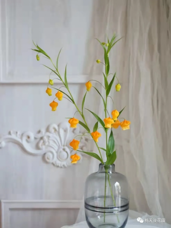 年宵花-宮燈百合