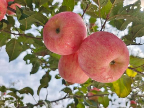 蘋果新品種秦脆介紹 蘋果新品種秦脆介紹