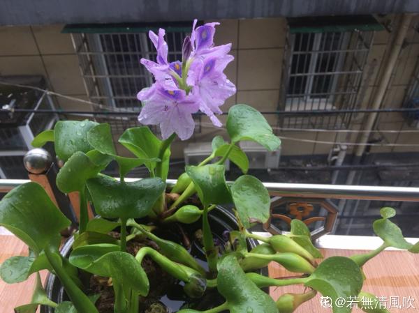 南方氾濫的花,北方人“愛不釋手”,太“拉仇恨”了 南方氾濫的花,北方人“愛不釋手”,太“拉仇恨”了