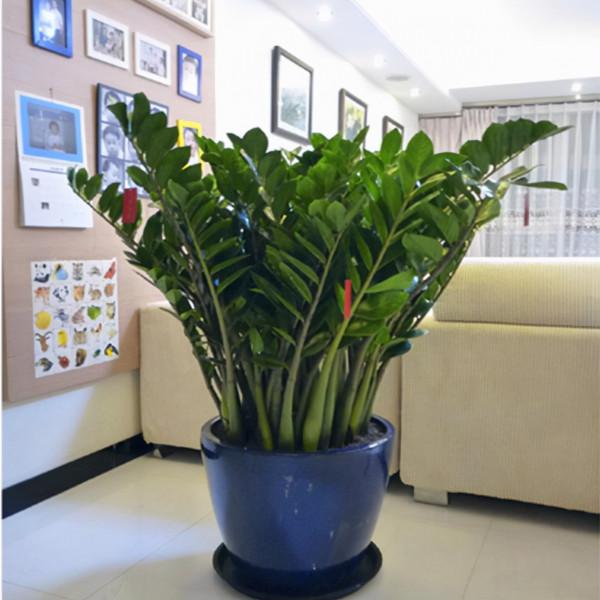 7種帶“錢”字的花，寓意好、觀賞價值高，都喜歡在家裡栽培