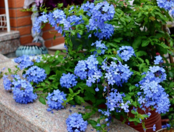 4種&OpenCurlyDoubleQuote;漂亮花&rdquo;，一個冬天不澆水死不了，開春反而長得更旺