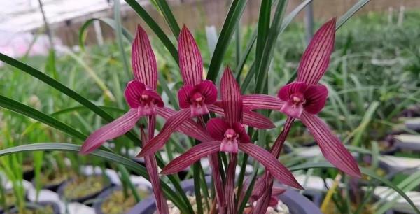 他本是服裝店的一個小老闆,卻因為一棵蘭花,徹底改變了他的命運 他本是服裝店的一個小老闆,卻因為一棵蘭花,徹底改變了他的命運