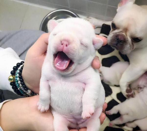 這幾種狗真的不值得買,越養越心累 這幾種狗真的不值得買,越養越心累