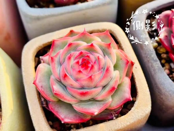 多肉好養嗎? 多肉好養嗎?