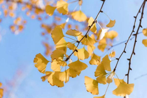 華北地區最大銀杏生態文化園,落戶順義河東這地方 華北地區最大銀杏生態文化園,落戶順義河東這地方