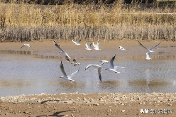 宅在家裡,雲看遷徙候鳥臨澤流沙河棲息 宅在家裡,雲看遷徙候鳥臨澤流沙河棲息