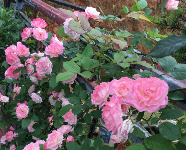 好看又好養的爬藤月季:紫櫻霞,四季開花,花量驚人 好看又好養的爬藤月季:紫櫻霞,四季開花,花量驚人