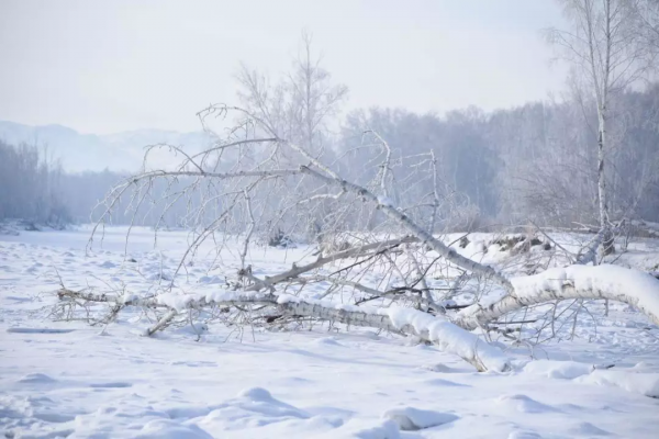 新疆霧凇,這才是完美冬天的開啟方式,真正的冰雪王國... 新疆霧凇,這才是完美冬天的開啟方式,真正的冰雪王國...