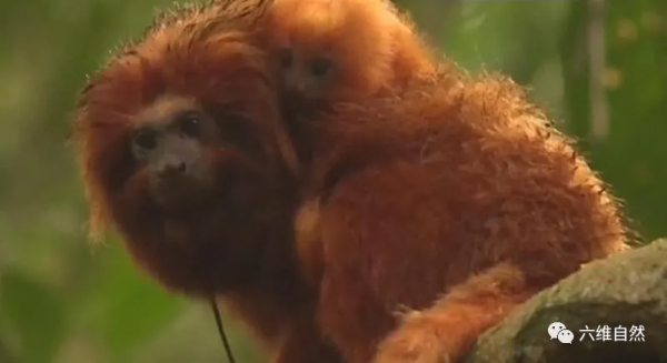 巴西為保護髮展一群金色的猴子,為其建造橋樑,幫助狨猴種群流動 巴西為保護髮展一群金色的猴子,為其建造橋樑,幫助狨猴種群流動