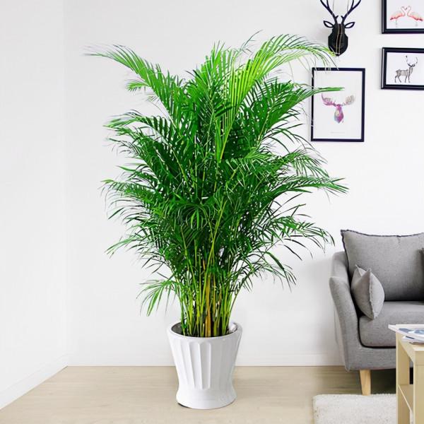 8款適合放客廳的大型植物，你們家養大型綠植了嗎？