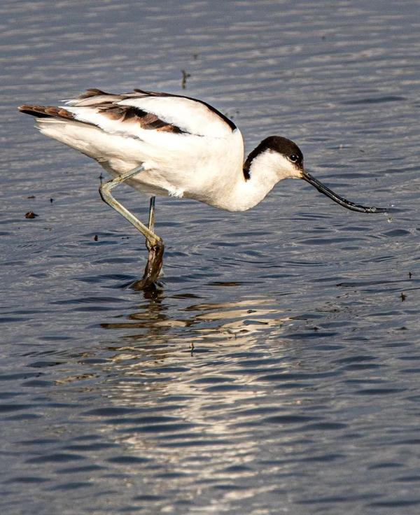 多圖｜石屏異龍湖觀鳥圖鑑