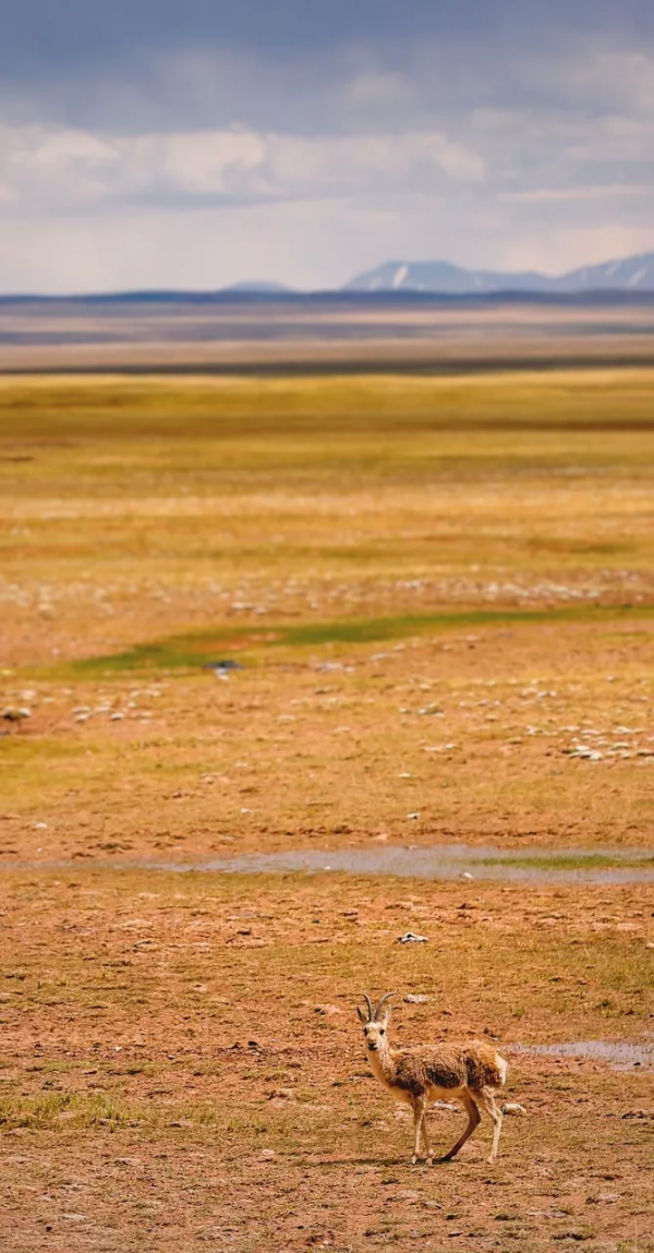 我去旅行，不是因為我有錢