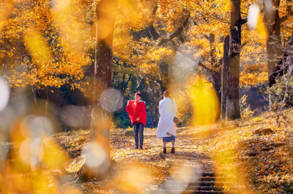 3萬株銀杏林把秋意渲染至極，第一眼就心動了