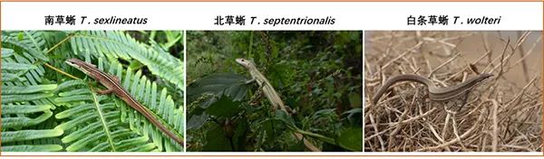 研究揭示蜥蜴能量代謝對溫度馴化響應的緯度格局與機制