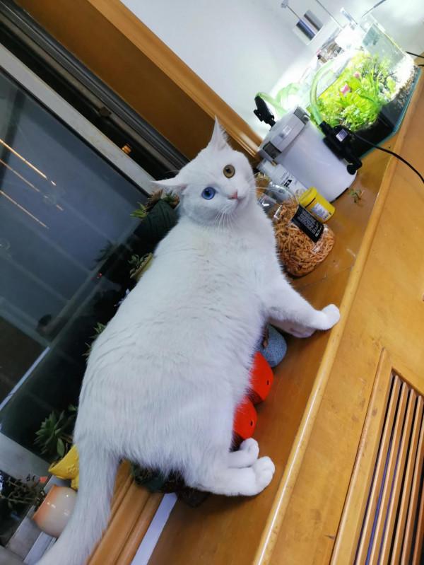 清苔鼠失蹤事件 清苔鼠失蹤事件