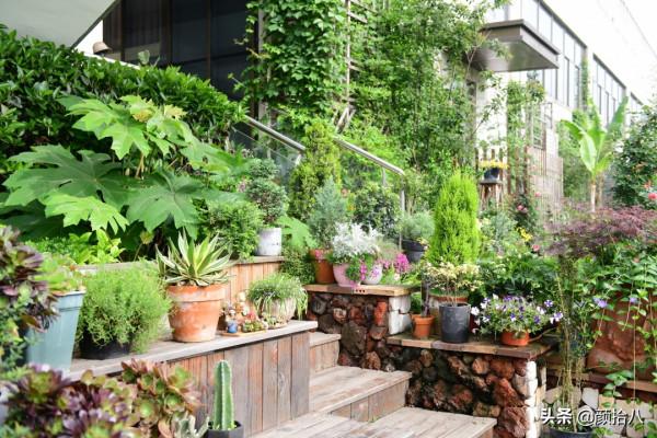 綠色背景牆的角落，聞著番木瓜花的香味賞月啦 | 園丁