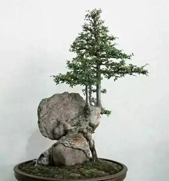 奇石盆景，別具一格