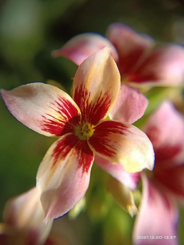 冬天才是賞花天啊