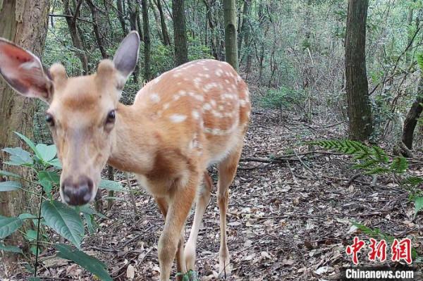 江西桃紅嶺梅花鹿華南亞種種群數量40年增長10倍