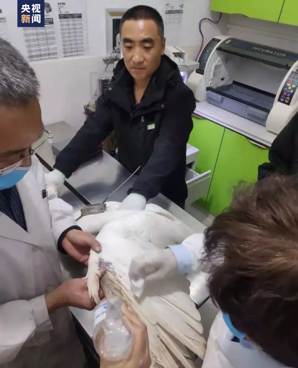 這隻天鵝成“團寵”，背後故事太有愛