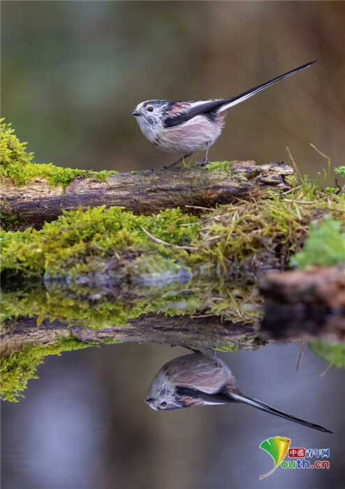攝影師抓拍鳥獸“照鏡”瞬間 平靜湖面彰顯對稱之美 攝影師抓拍鳥獸“照鏡”瞬間 平靜湖面彰顯對稱之美
