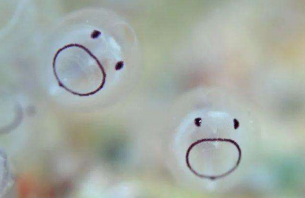 “反向進化”吃掉自己大腦，想變植物卻成食物的動物，不走尋常路