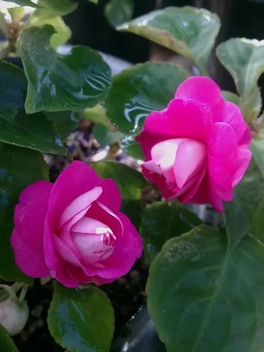 分享圖片，重瓣鳳仙花