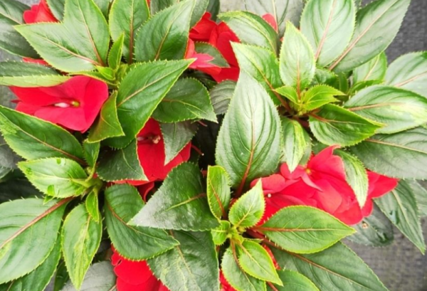 人養花三年,花養人一生,45年中醫愛養的花,堪稱植物“小藥箱” 人養花三年,花養人一生,45年中醫愛養的花,堪稱植物“小藥箱”