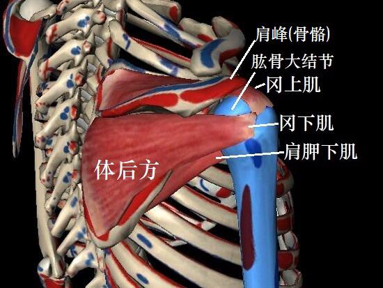 肩關節功能障礙的幾個常見原因