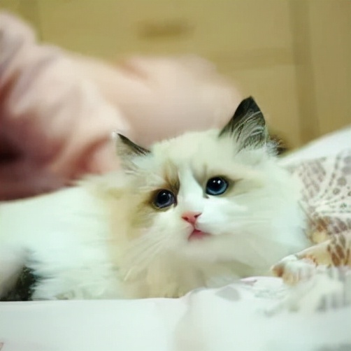 貓界智商排行榜？看看你家主子上榜了沒？