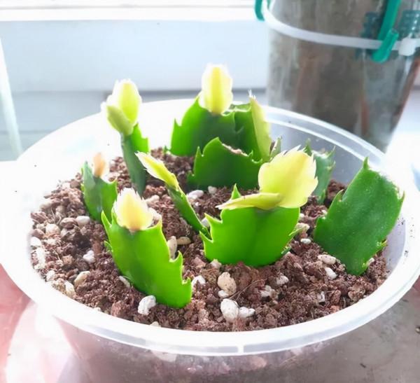 想要多養幾盆蟹爪蘭的扦插方法，成活率高，大家學會了嗎