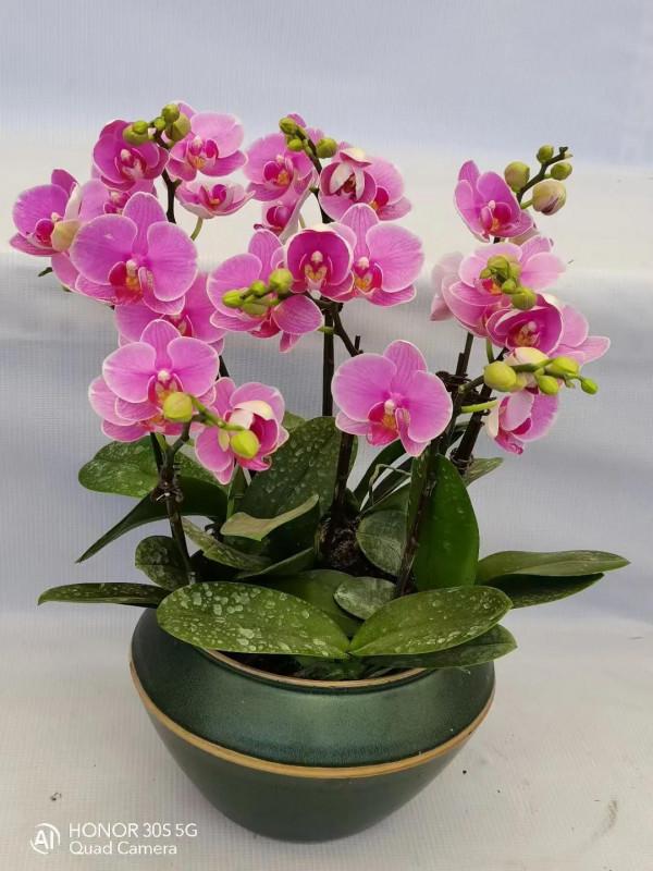 冬季花市最常見的植物哪些怕冷？這裡總結了十多種，你養過嗎