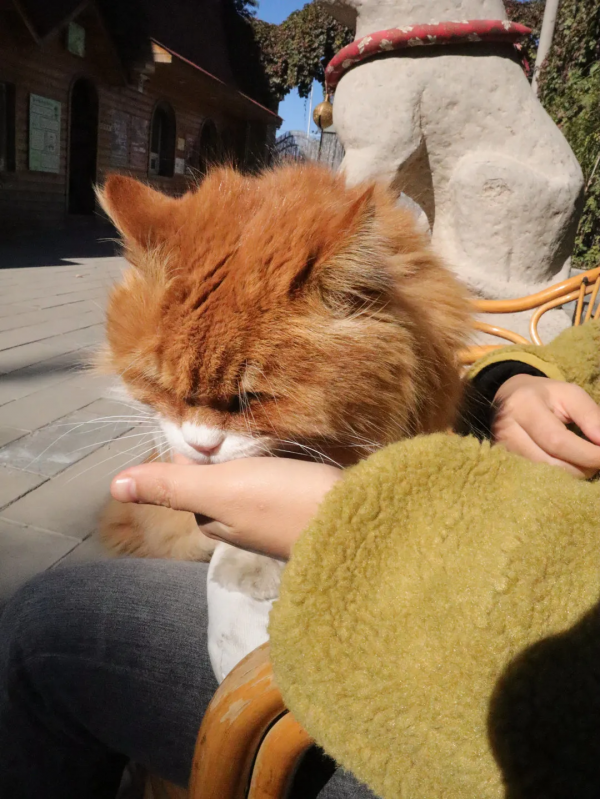 焗南瓜？烤南瓜？還是你要“戴”南瓜？