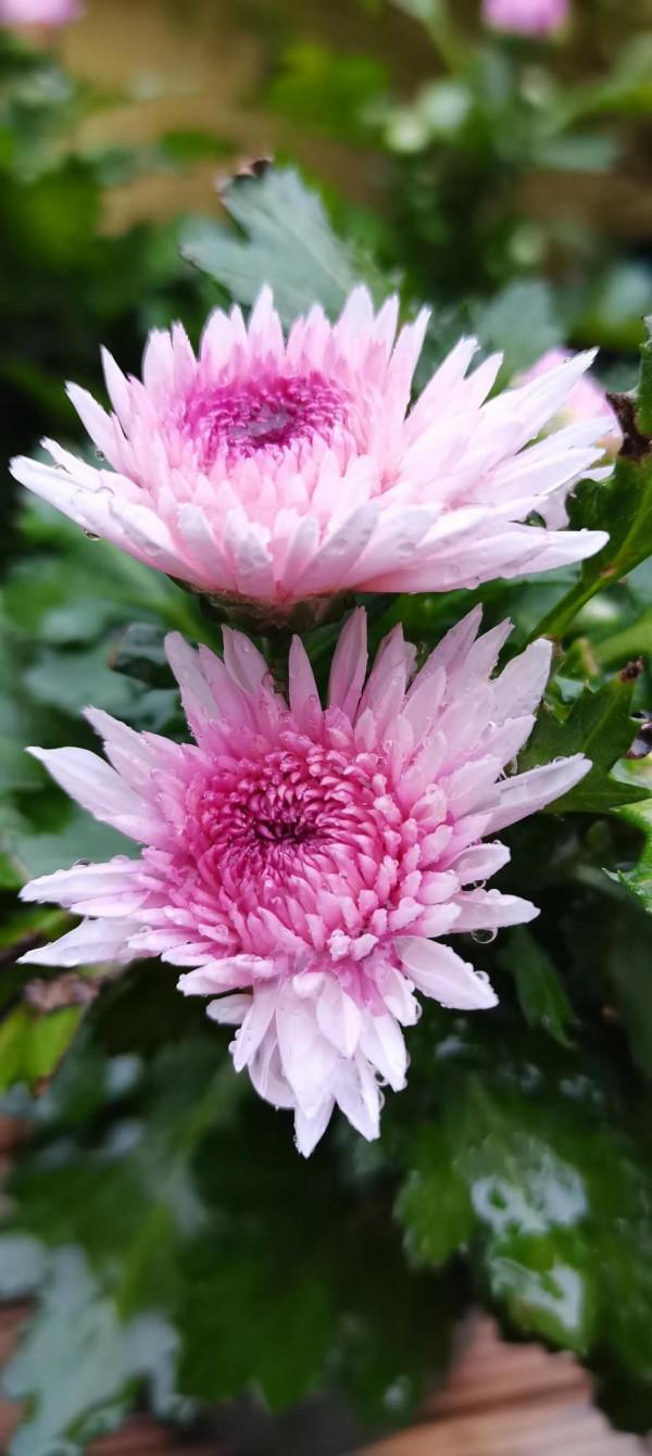 不是老歌好聽了，而是聽歌的人有故事了