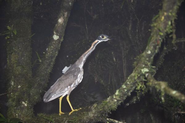 瀕危鳥類虎斑夜鳽現身雲南哀牢山保護區
