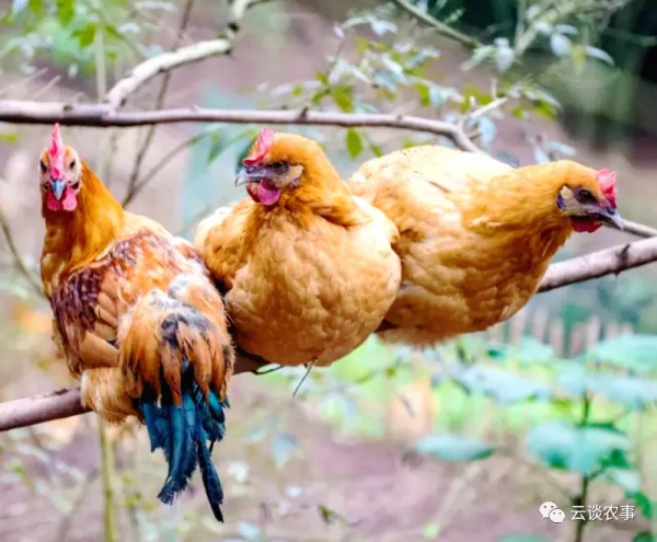 雞的品種與分類&mdash;&mdash;居然有這麼多品種？