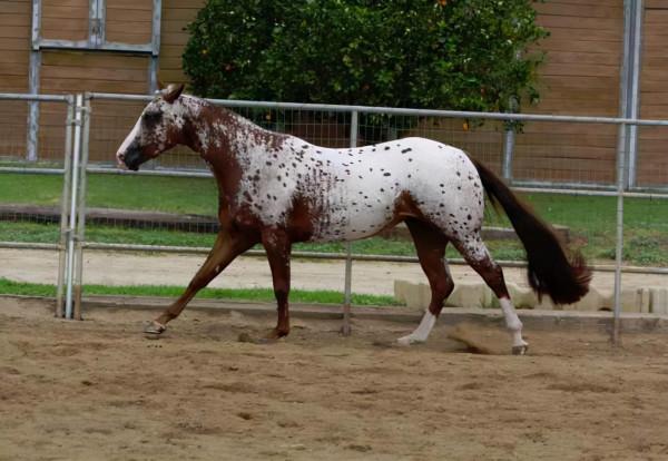 世界上比較珍貴的馬品種