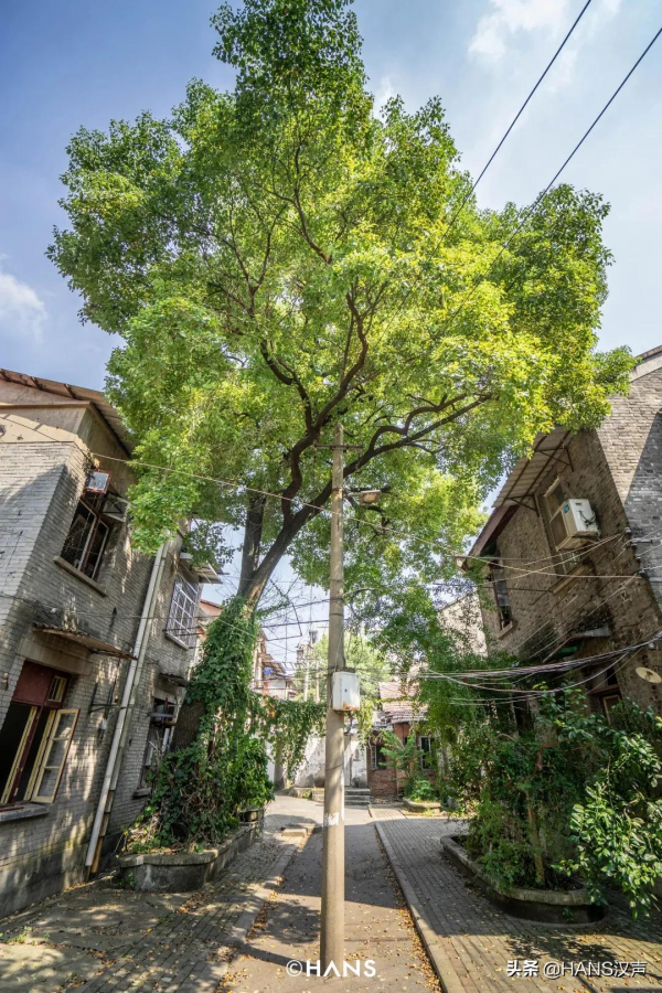 黃鶴樓下的人間煙火，蛇山上的神奇武昌