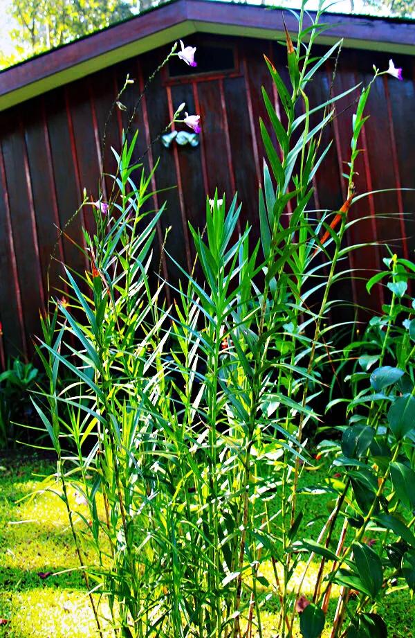 竹葉蘭-植株較大，花色鮮豔，花型像美麗的卡特蘭，且有香味
