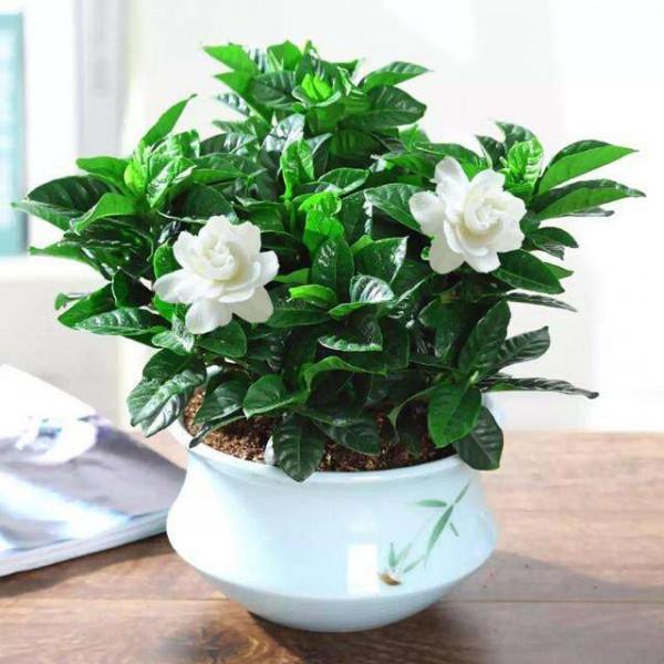 5種&OpenCurlyDoubleQuote;喜酸花&rdquo;，一個月一杯醋，調節土壤酸性，開花開爆盆