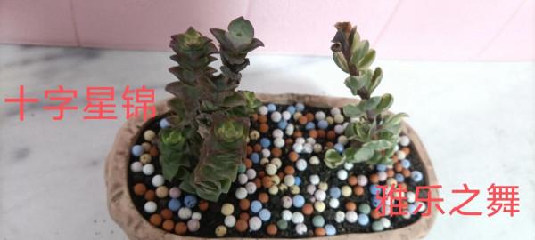 初學養花，從少操心，易活且四季美麗多變的植物養起 第三集